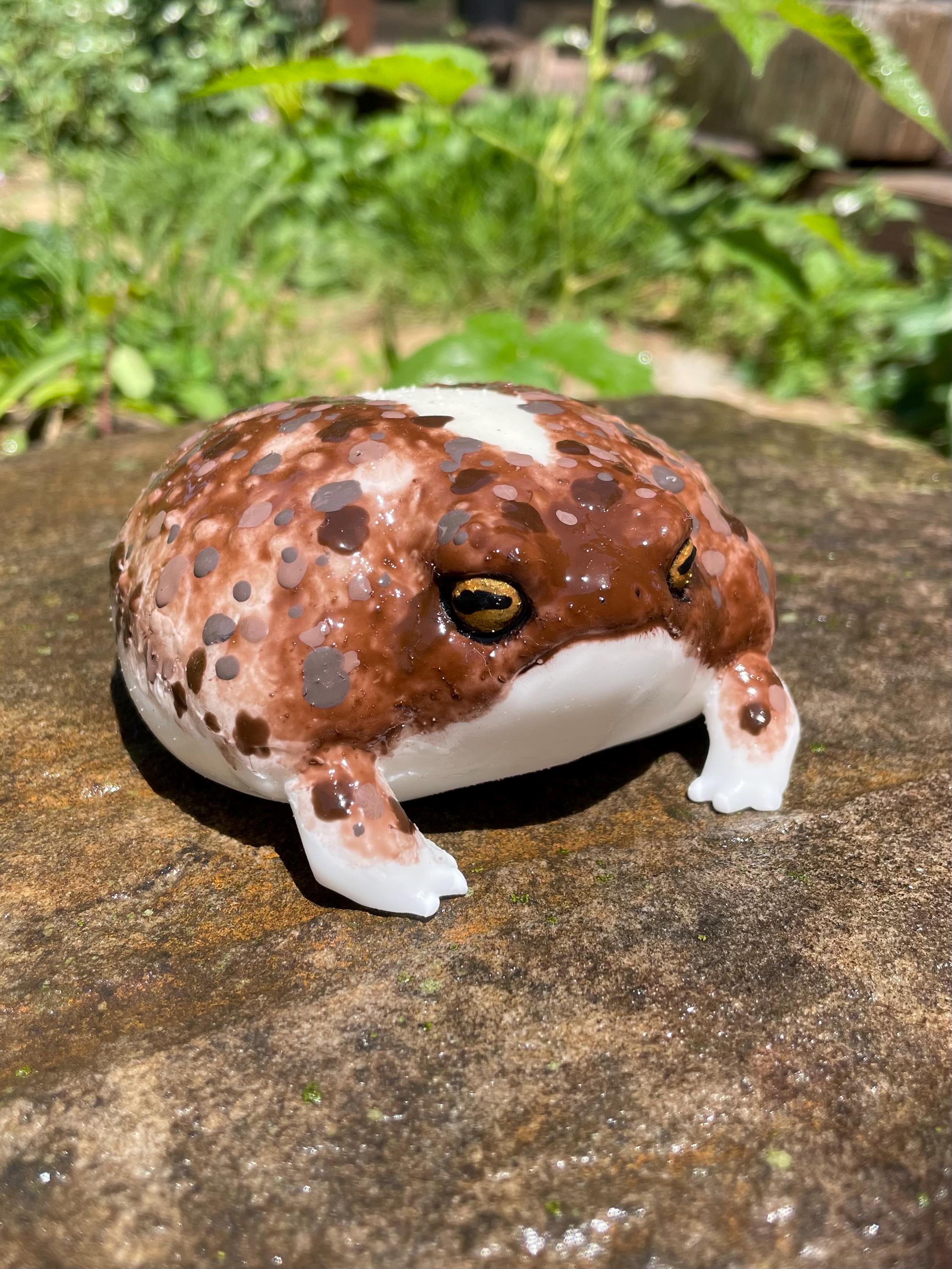 GIANT FROG SQUISHY. Desert Rain Frog Grumpy Stress Buddy - Etsy