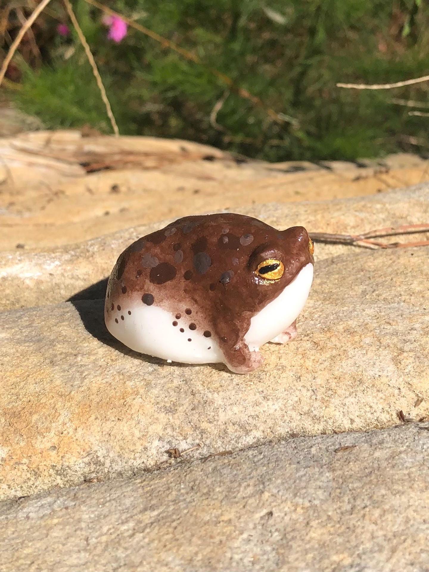 SQUISHY Desert Rain Frog 2.0 grumpy butt frog silicone stress
