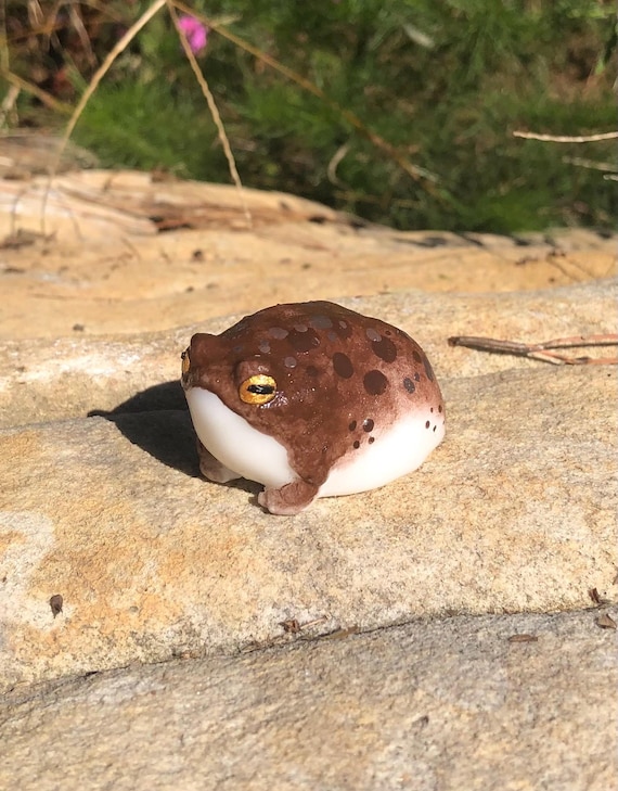SQUISHY Desert Rain Frog 2.0 grumpy butt frog silicone stress