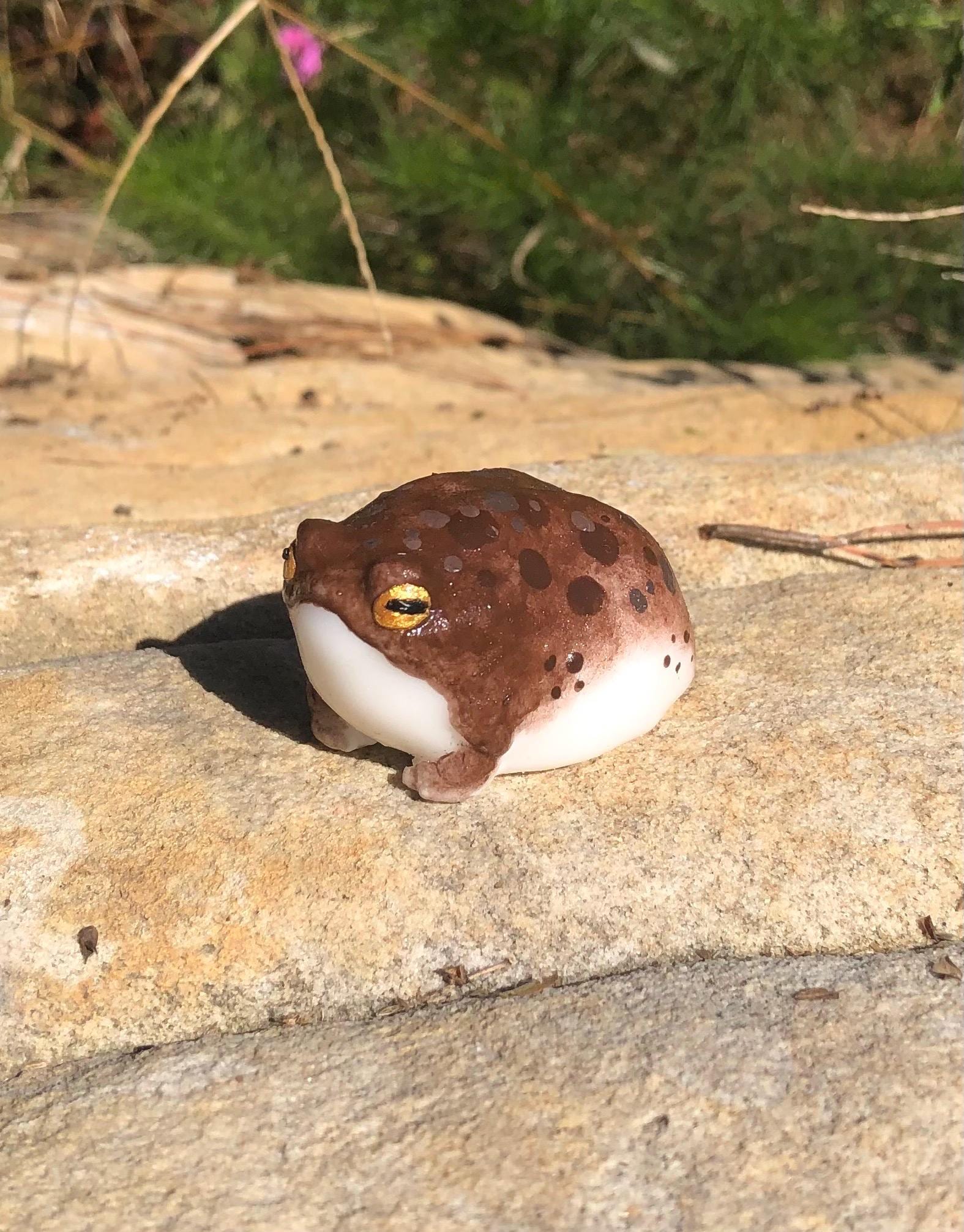 SQUISHY Desert Rain Frog 2.0 grumpy butt frog silicone stress