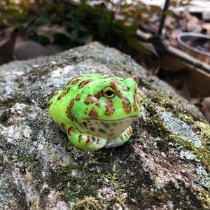May include: A ceramic frog figurine with a vibrant green body, speckled with red and brown spots. The frog has a light-colored belly and sits on a moss-covered rock, creating a naturalistic scene. The frog's eyes are a golden color.