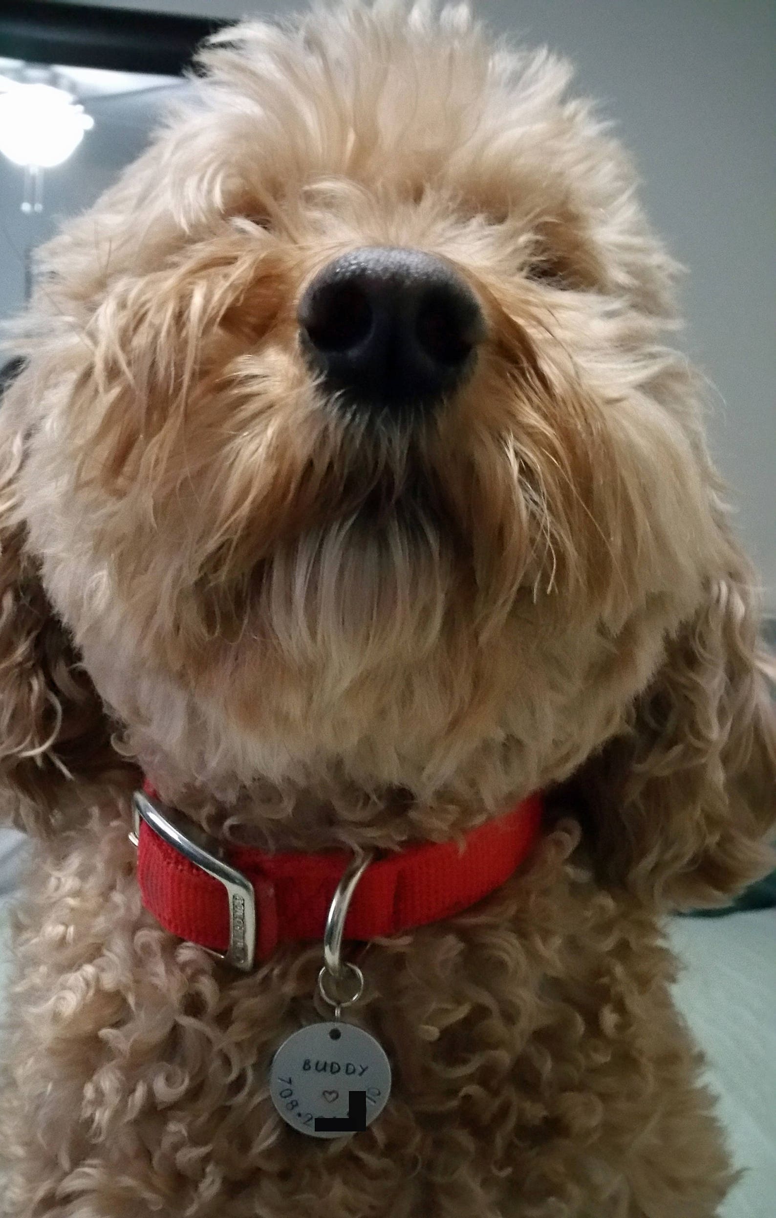 Dog Tag For Dogs Dog ID Tag Dog Name Tag Dog Tag for Etsy