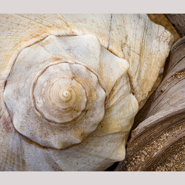 Nantucket Sea Shells, Nantucket Island Fine Art Print, Canvas Print or Metal Prints