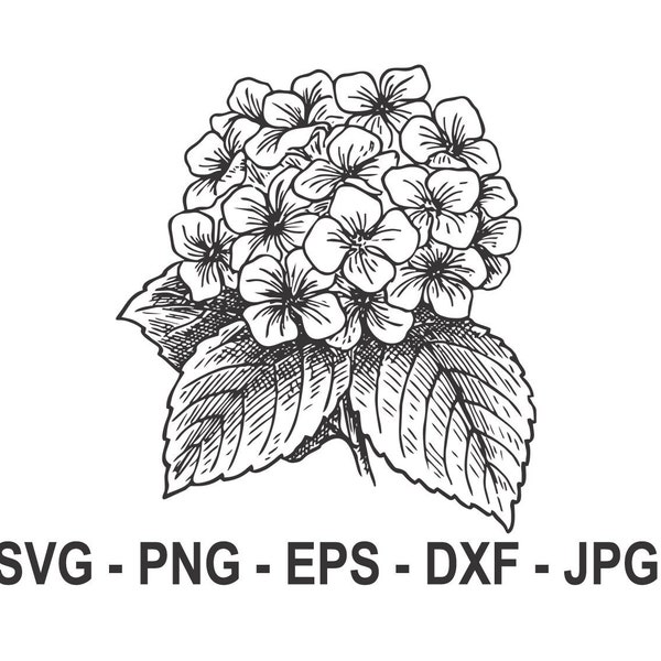 Hydrangea flower svg,Hydrangea silhouette,Instant Download,SVG, PNG, EPS, dxf, jpg digital download