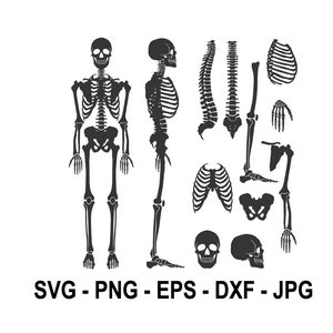 May include: Black and white silhouette of a human skeleton with individual bones, including the skull, rib cage, spine, pelvis, arms, and legs.  SVG - PNG - EPS - DXF - JPG