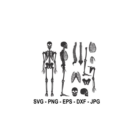 Human Bones svgBones svgCut File circutsilhouette | Etsy