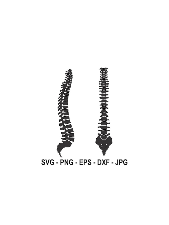 Human Spine Svg,spine Svg,cut File Circut,silhouette Cameo,instant  Download,svg, PNG, EPS, Dxf, Jpg Digital Download - Etsy