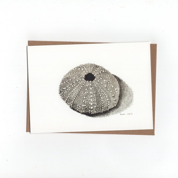 Sea urchin shell, folded card with envelope, print of a pen and inkdrawing