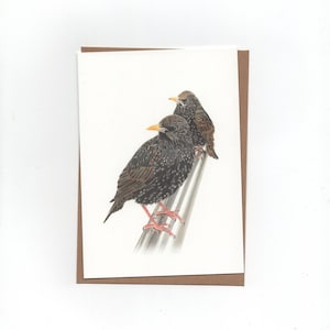 Spreeuwen, gevouwen kaart met envelop, print van kleurpotloodtekening
