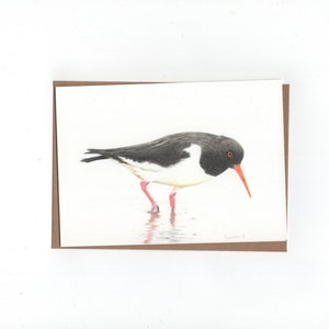 Scholekster, print van kleurpotloodtekening, gevouwen kaart met envelop,