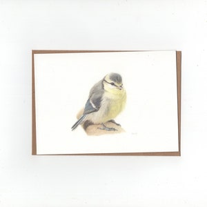 Jonge pimpelmees, gevouwen kaart met envelop, print van kleurpotloodtekening