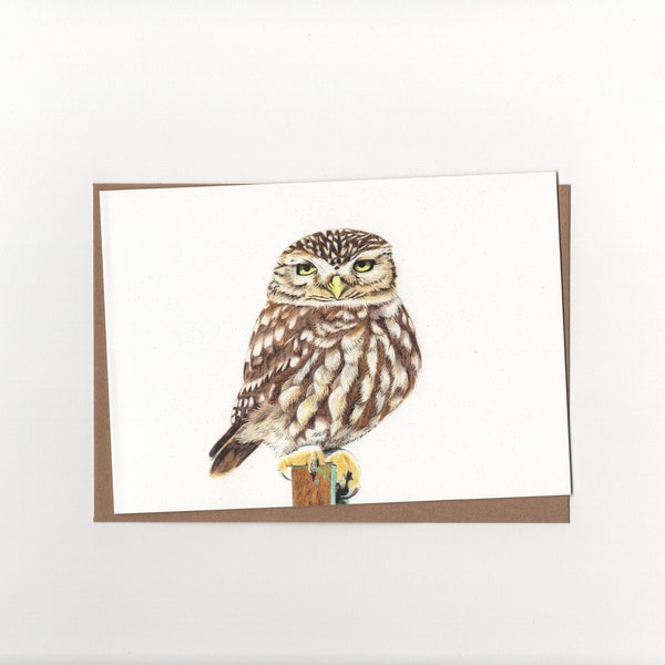 Little owl, folded card with envelope, print of a colour pencil drawing