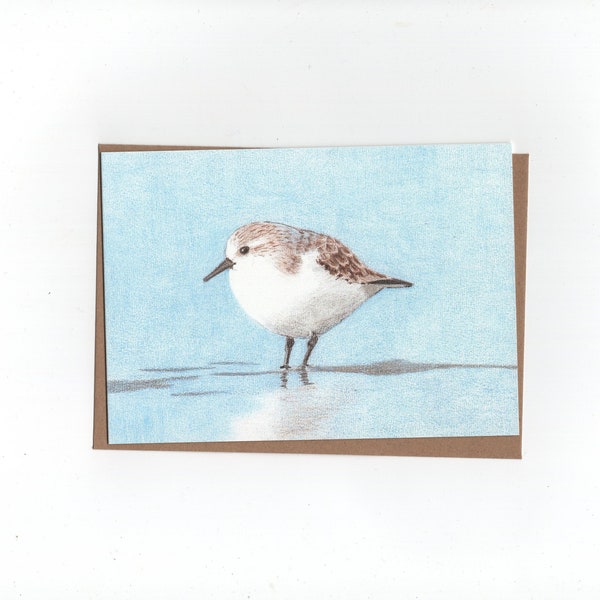 Three-toed sandpiper, sanderling, folded card with envelope, print of a coloured pencil drawing