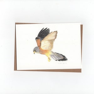 Peneireiro, impressão de desenho a lápis de cor, cartão dobrado com envelope