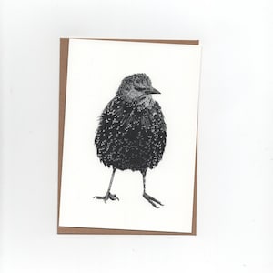 Spreeuw, gevouwen kaart met envelop, print van pentekening