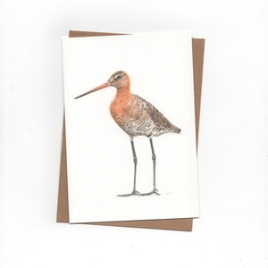 Grutto, rosse grutto, gevouwen kaart met envelop, print van kleurpotloodtekening