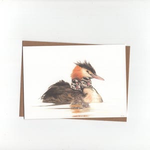 Svasso con cucciolo sul dorso, biglietto piegato con busta, stampa del disegno a matita colorata