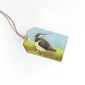 Lapwing, set of 6 gift tags, print of colouredpencildrawing