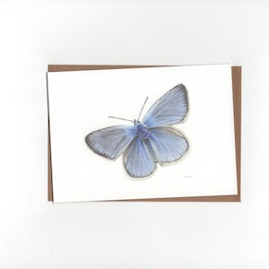 Wikkeblauwtje, blauwtje, vlinder, gevouwen kaart met envelop, print van kleurpotloodtekening