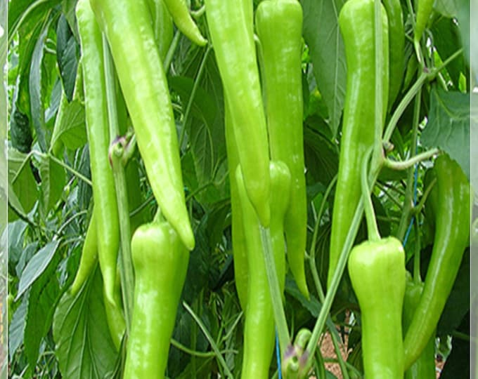 50 Seeds Sweet Charleston Pepper Seeds Herliom A047 Natural Pepper