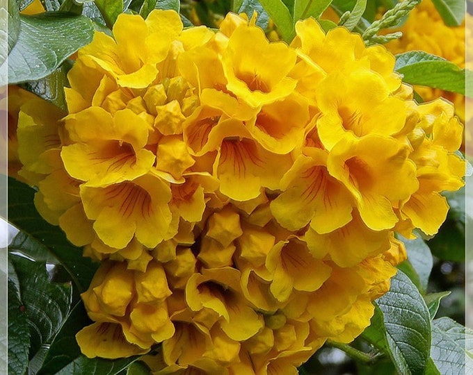 Yellow Elder Tecoma Stans Yellow Trumpetbush Herliom A037 5 Seeds Yellow Bells Seeds Perennial