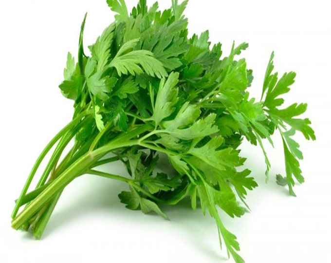 Herliom A085 500 Seeds Flat Leaf Natural Parsley Seeds