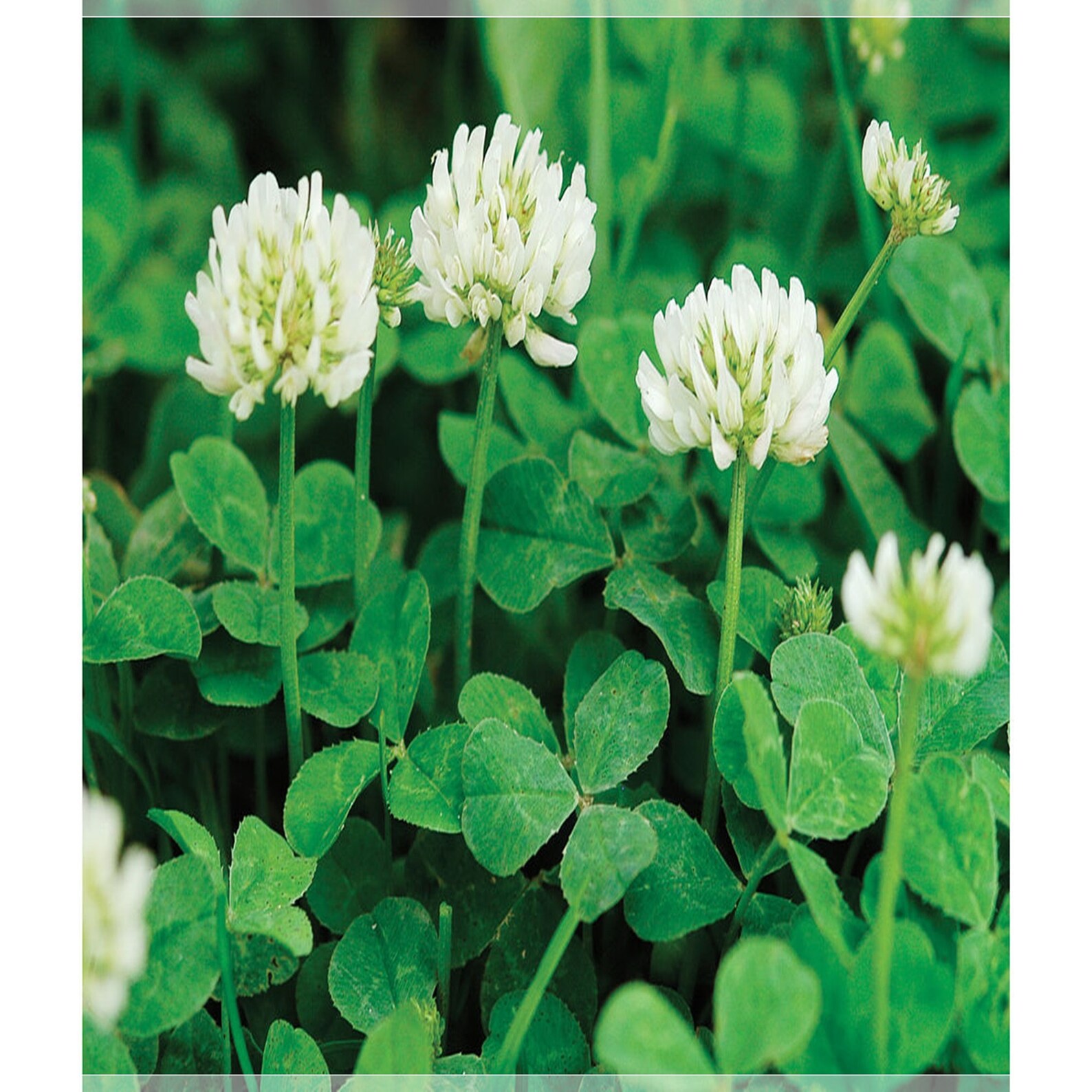 200 Seeds Ground Cover Clover Seeds Perennial Herliom A154 Etsy