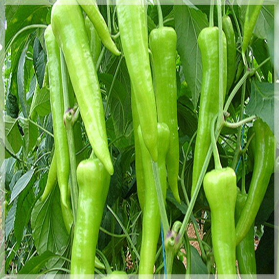 50 Seeds Sweet Charleston Pepper Seeds Herliom A047 Natural Pepper