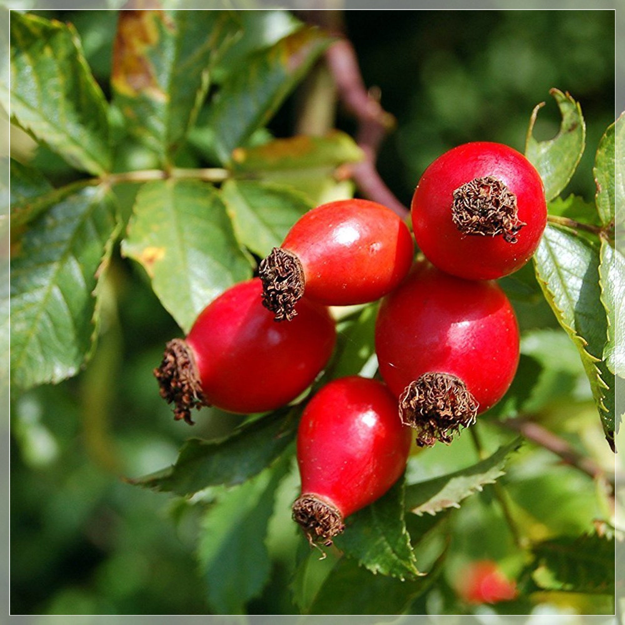 rosehip seeds for sale