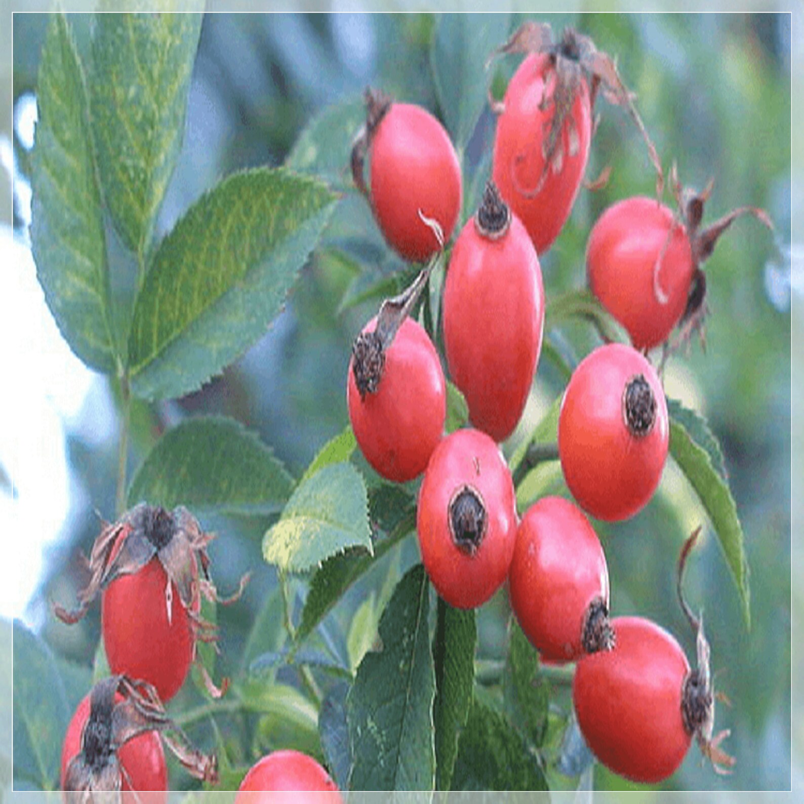 rosehip seeds for sale
