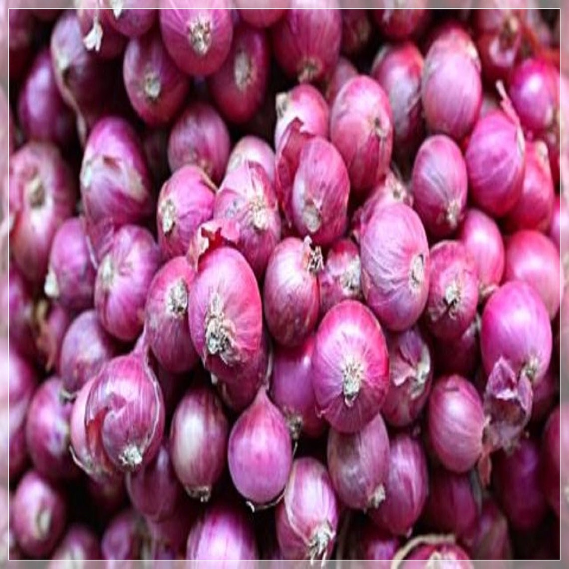 100 Seeds Purple Onion Seeds Herliom A086 Etsy