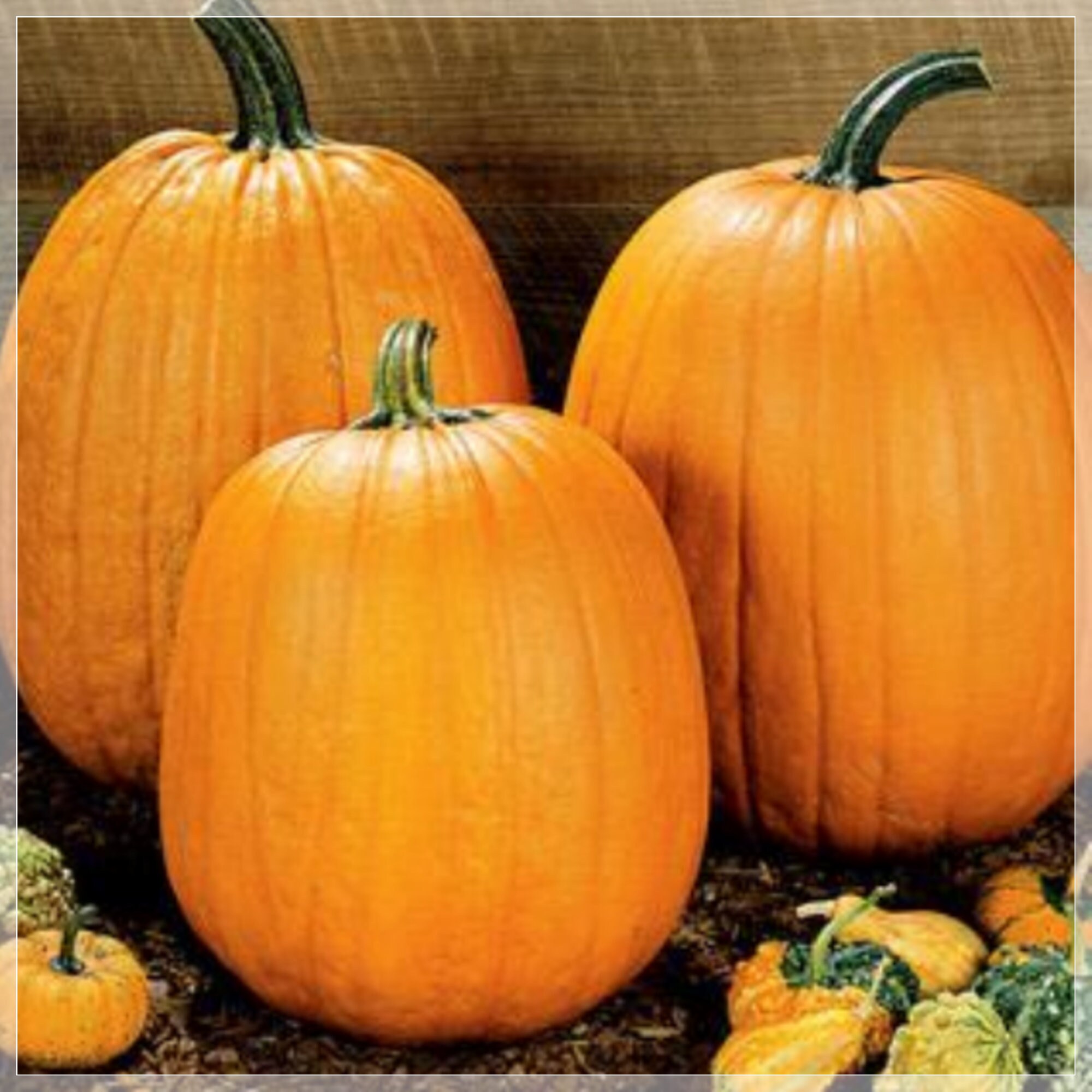 5 Seeds Natural Orange Large Pumpkin Seeds Herliom A540 Etsy