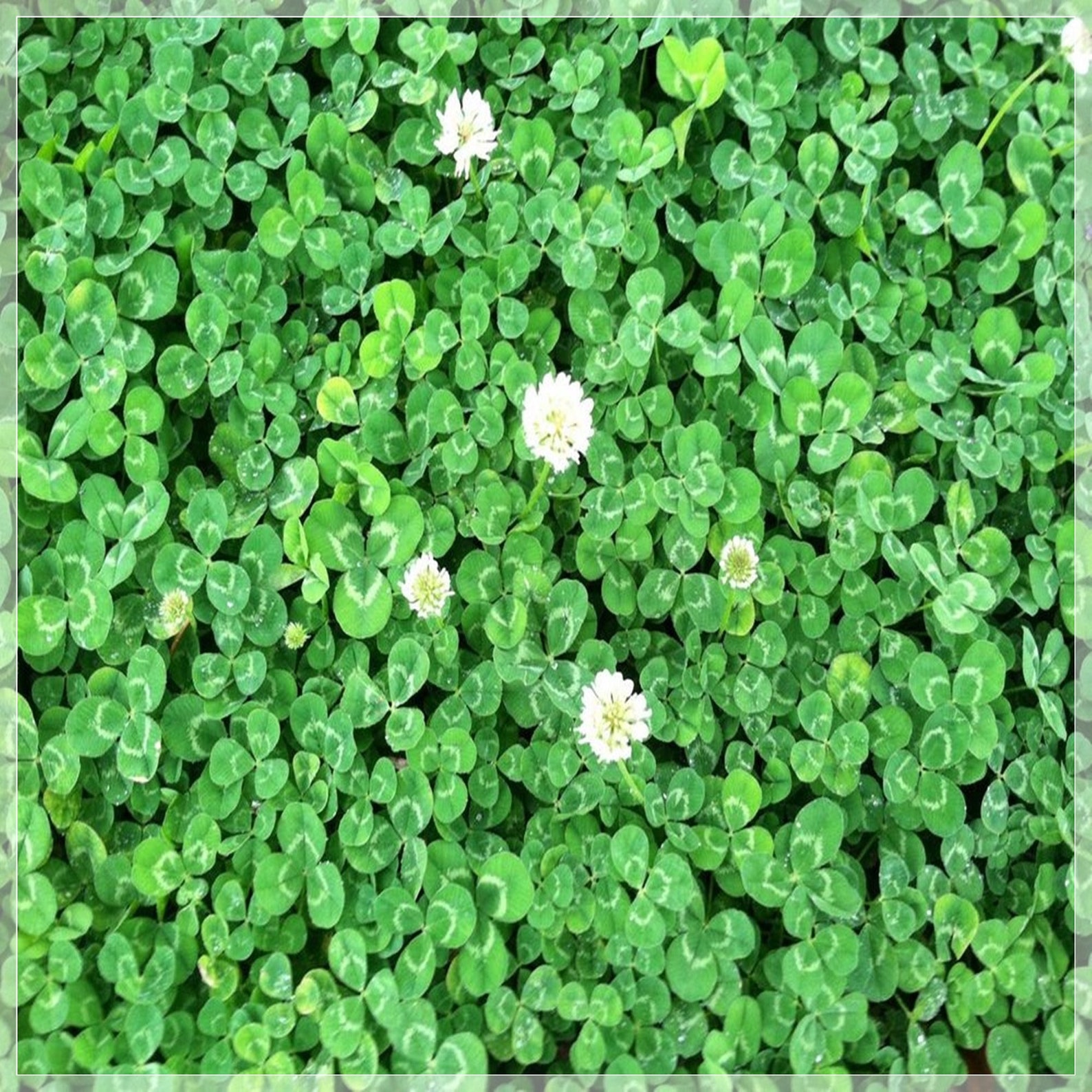 200 Seeds Ground Cover Clover Seeds Perennial Herliom A154 Etsy