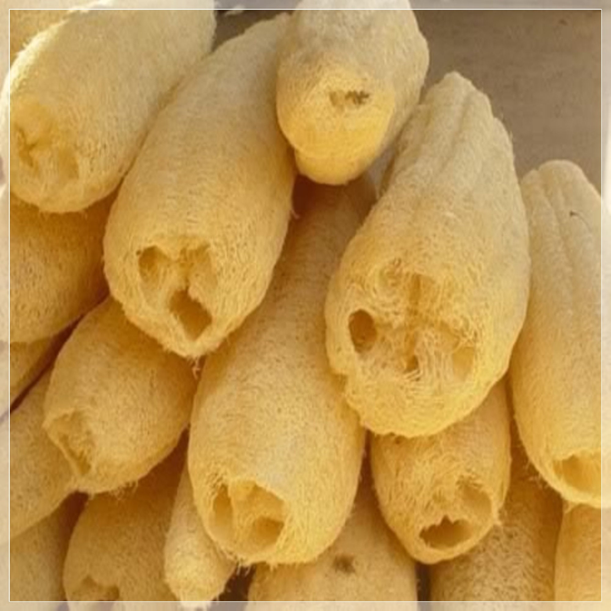 5 Seeds Luffa Gourd Seeds Loofah Luffa cylindrica Herliom Etsy