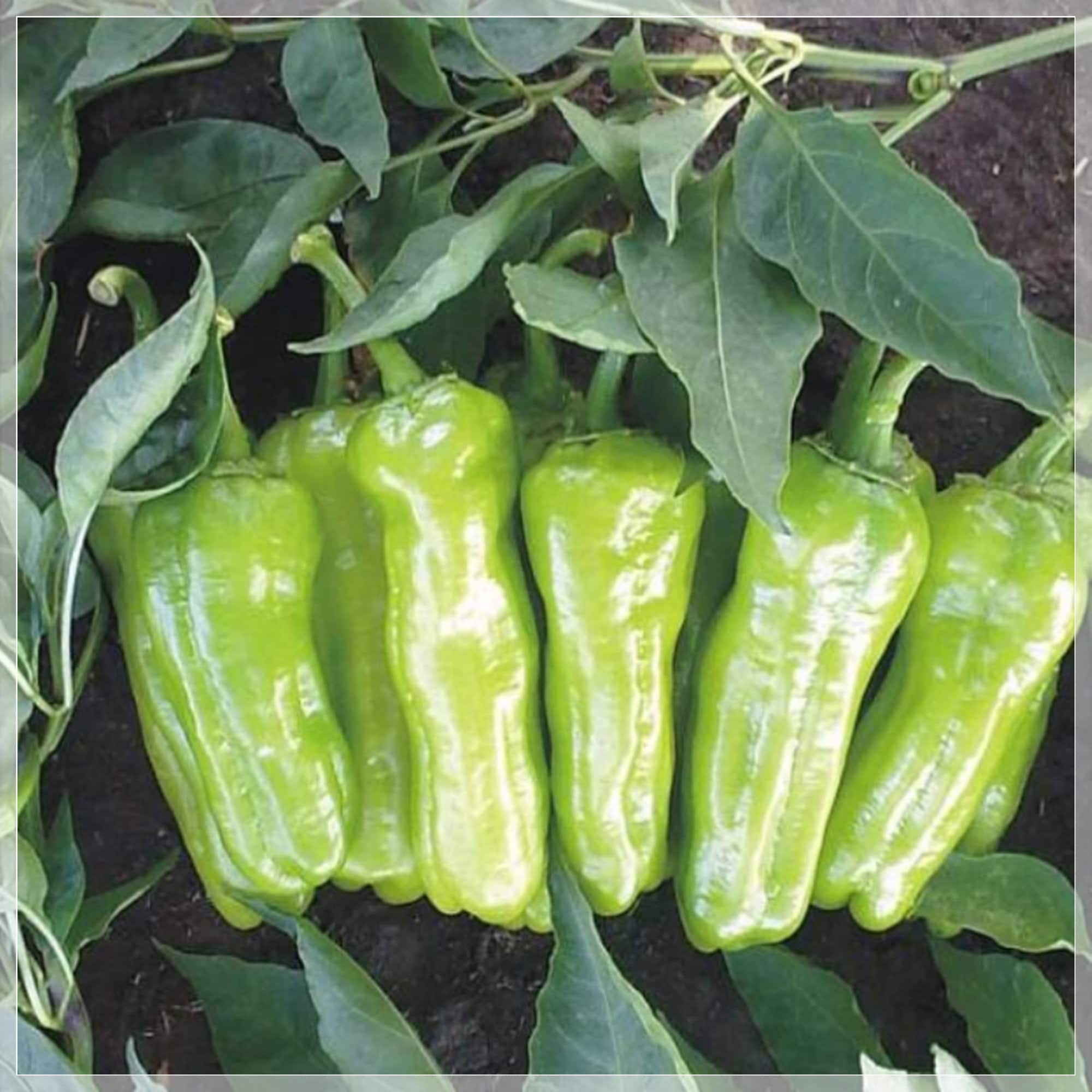 50 Seeds Cubanelle Sweet Pepper Seeds Traditional Cubanelle Etsy