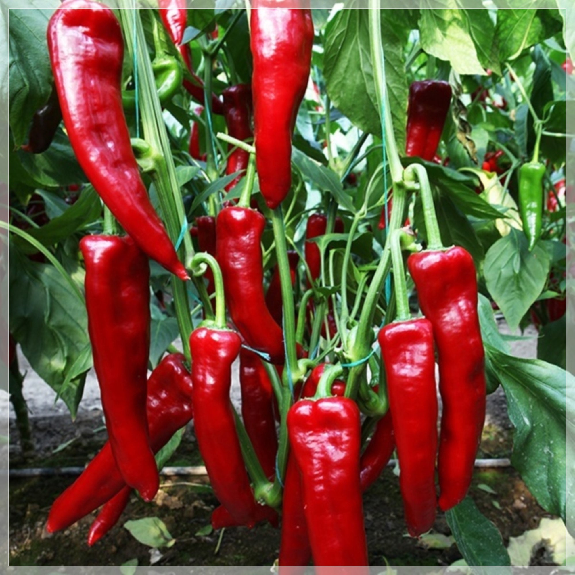50 Seeds Long Red Marconi Sweet Pepper Seeds For Paste or Etsy