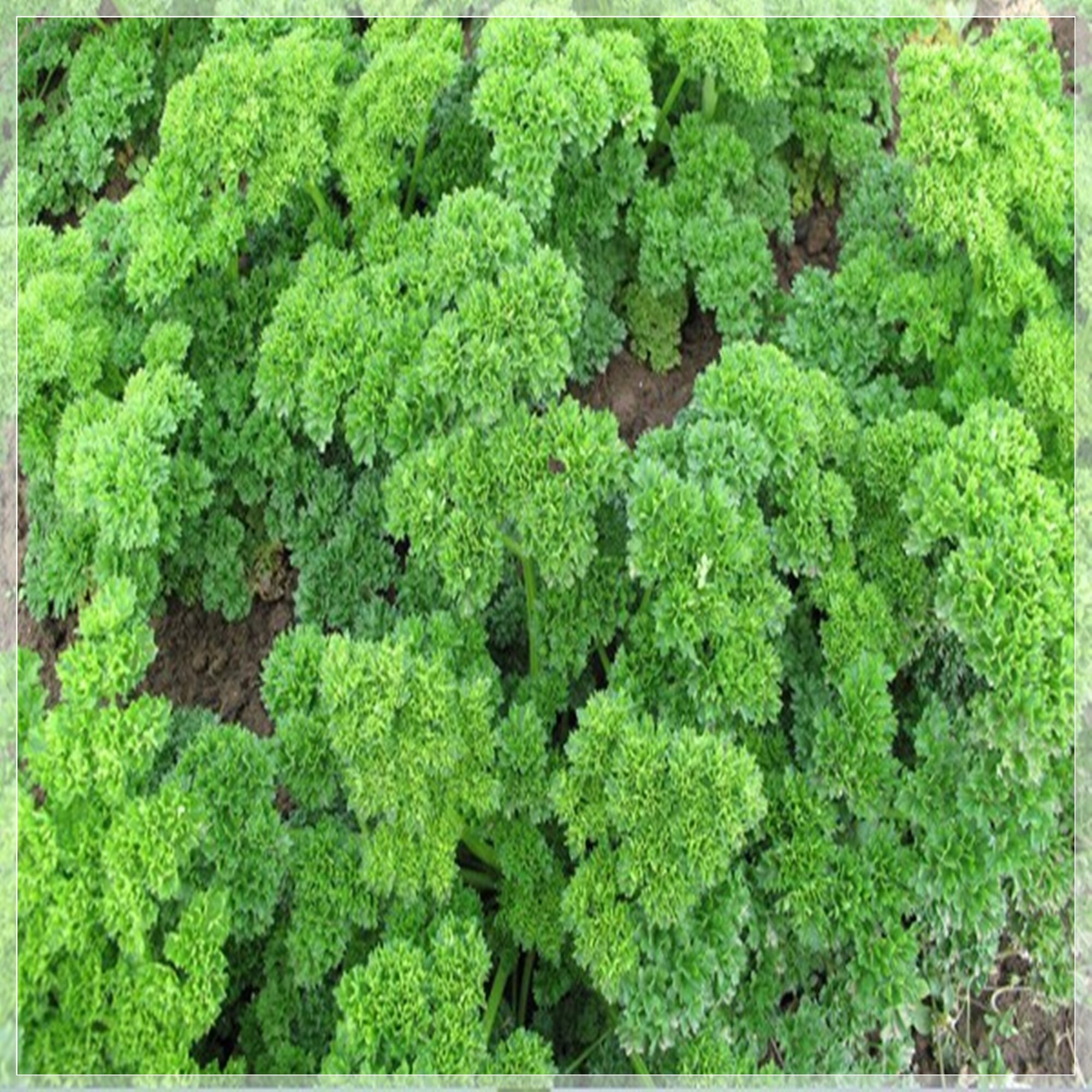 250 Seeds Triple Curled Parsley Seeds Frank Parsley Natural Etsy