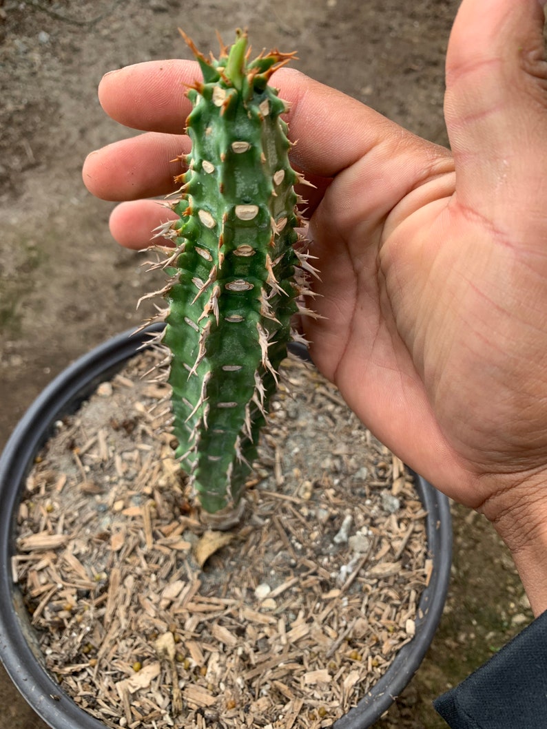 Euphorbia viguieri image 3