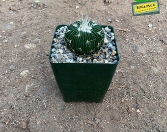 Echinocactus multicostatus