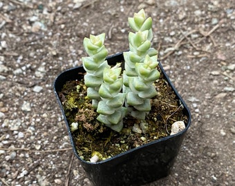 Crassula 'Pastel'