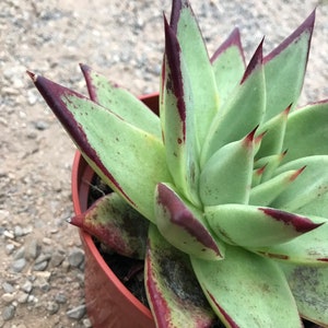 Echeveria Ebony image 3