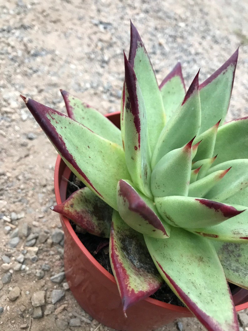 Echeveria Ebony image 3