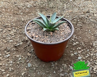 Agave utahensis var. eborispina