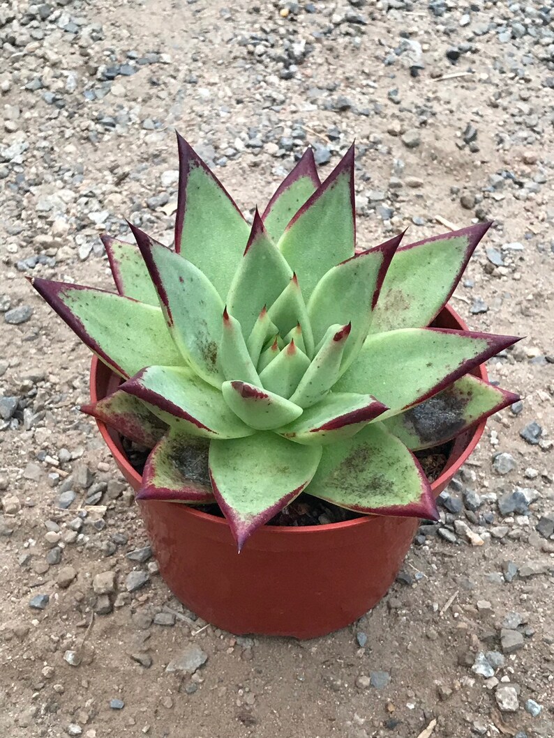 Echeveria Ebony image 7