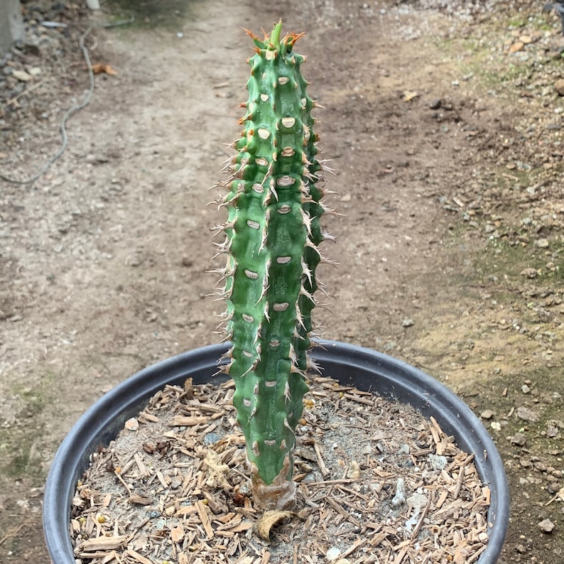 Euphorbia viguieri immagine 2