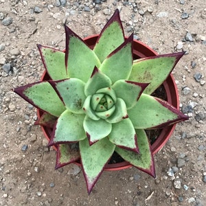 Echeveria Ebony image 5