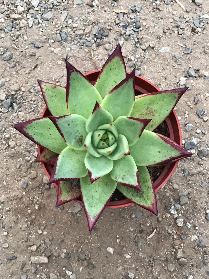 Echeveria Ebony image 5