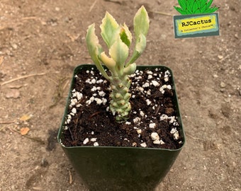 Monadenium ritchiei variegata – Weiße Form