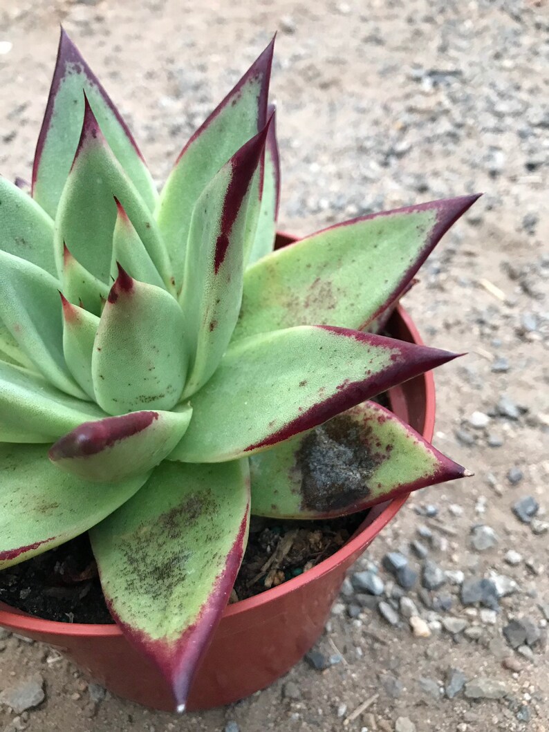 Echeveria Ebony image 4