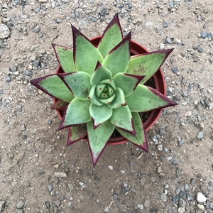 Echeveria Ebony image 6